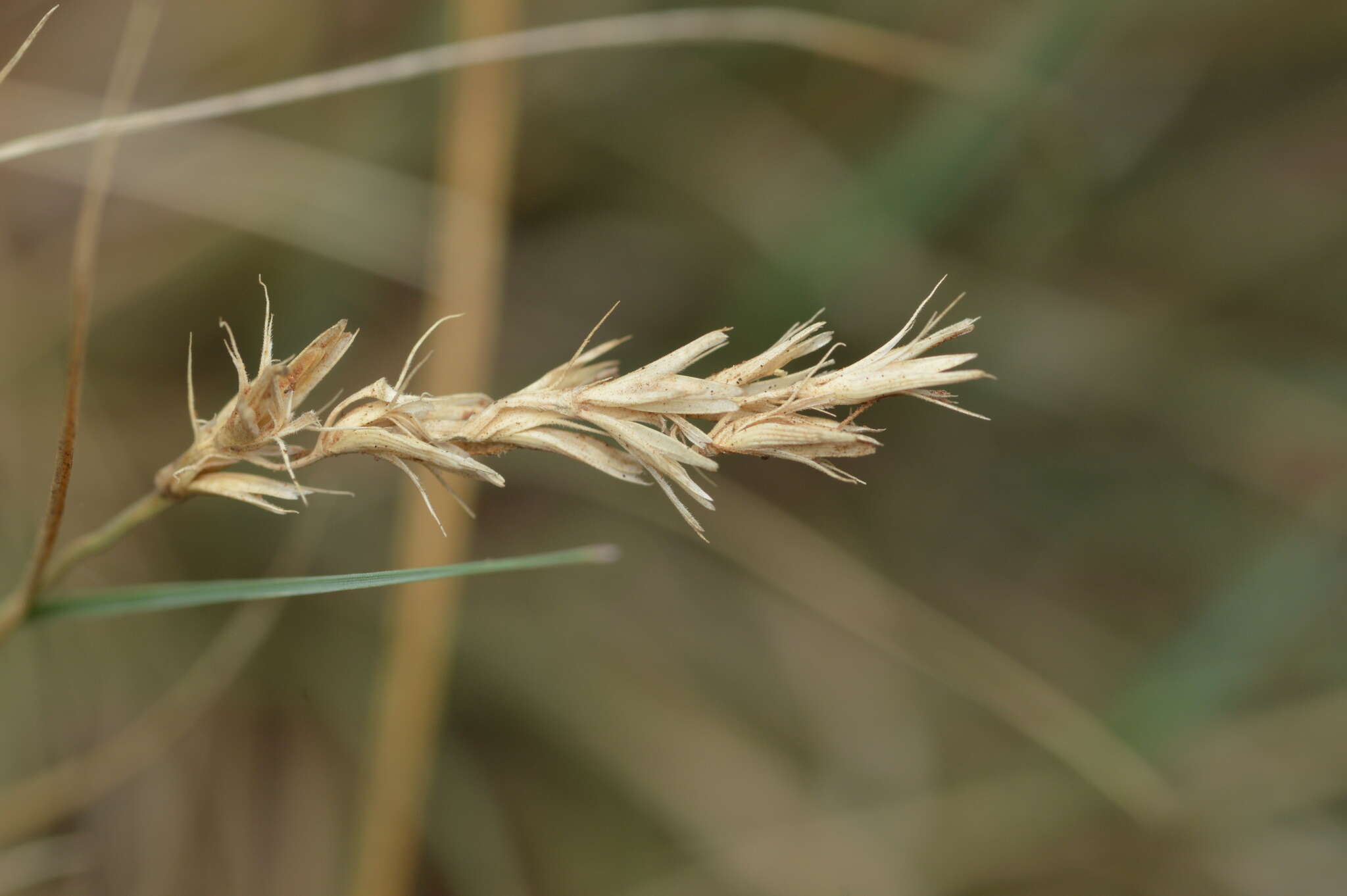 Image of curly-mesquite