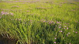 Sivun Astragalus sinicus L. kuva