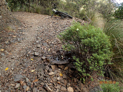 Image of Veronica subfulvida (G. Simpson & J. S. Thomson) Garn.-Jones