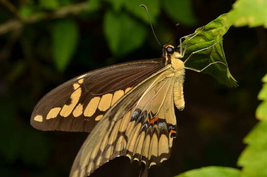 Image de Papilio homothoas Rothschild & Jordan 1906