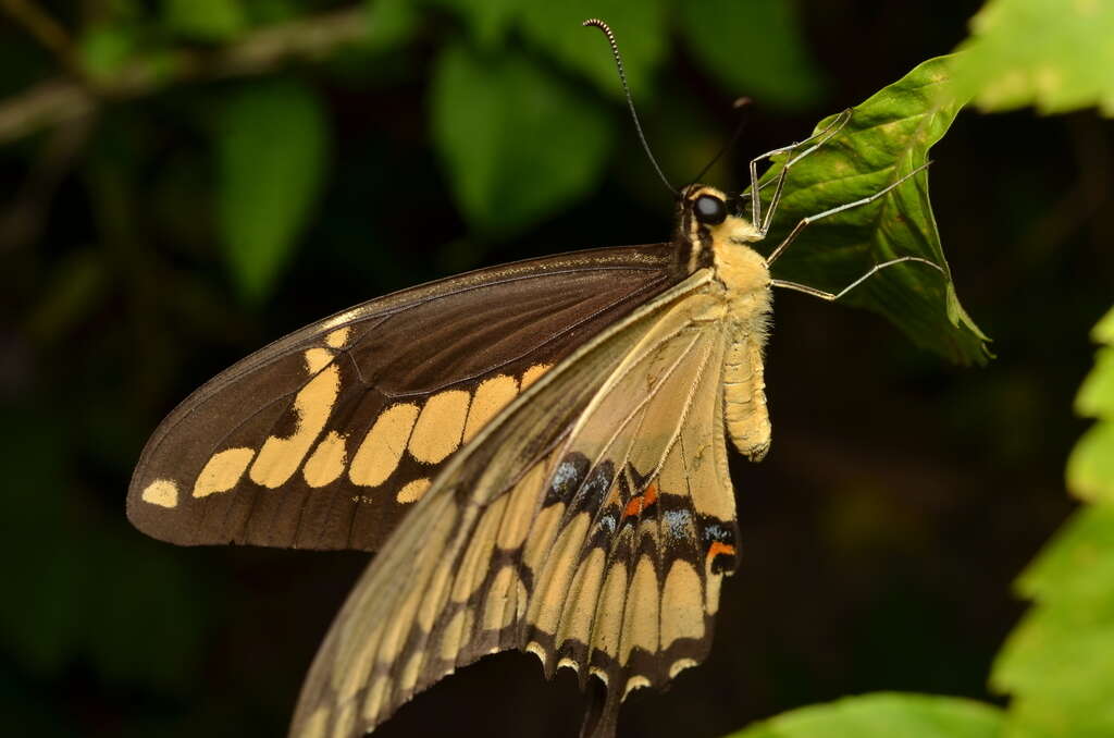 Image of Papilio homothoas Rothschild & Jordan 1906