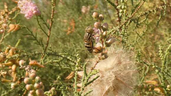 Image of Big-headed Lagoon Fly