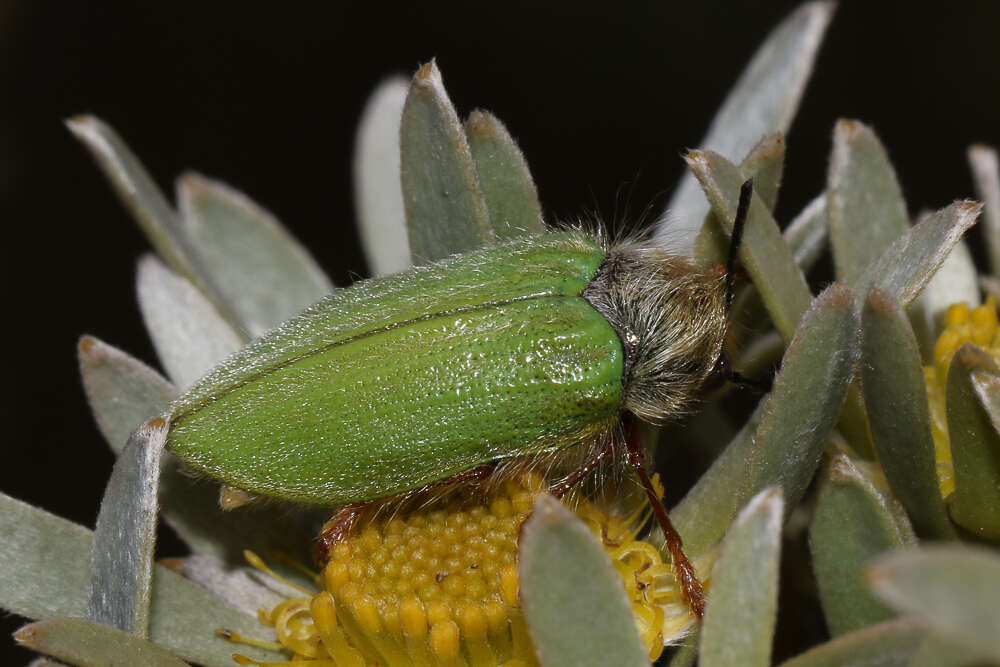 Image of Neojulodis tomentosa lasios (Herbst 1801)