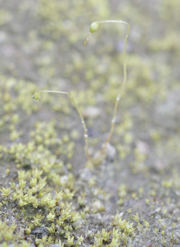 Image of Streblotrichum convolutum (Hedw.) P. Beauv.