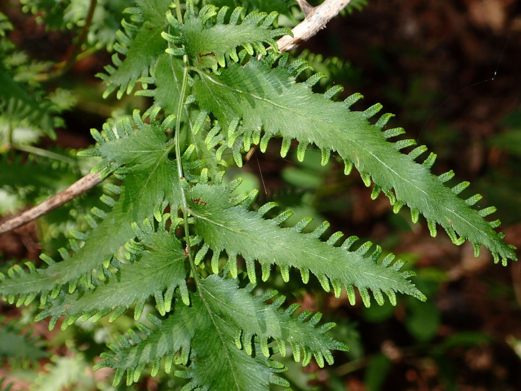 Image of maidenhair creeper