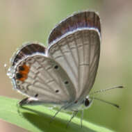 Image of Everes lacturnus rileyi