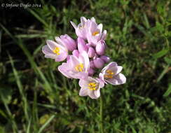 Image of Allium roseum L.