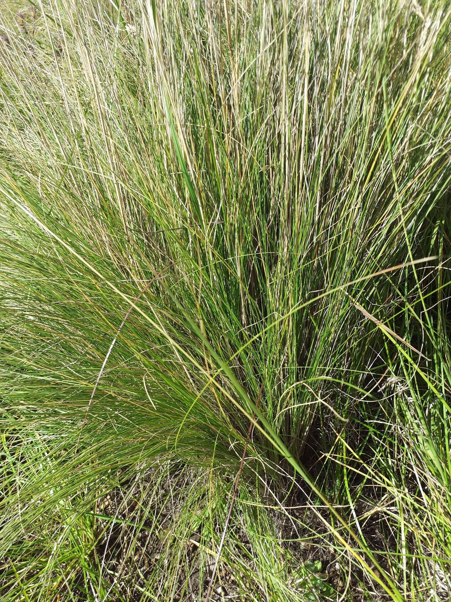 Festuca arizonica Vasey resmi