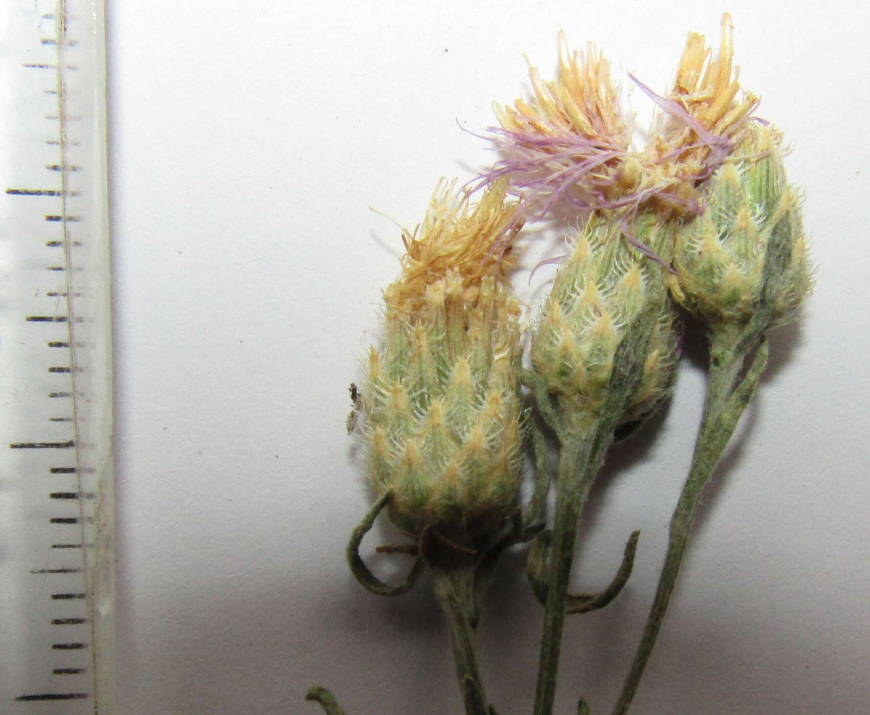 Слика од Centaurea borysthenica Gruner