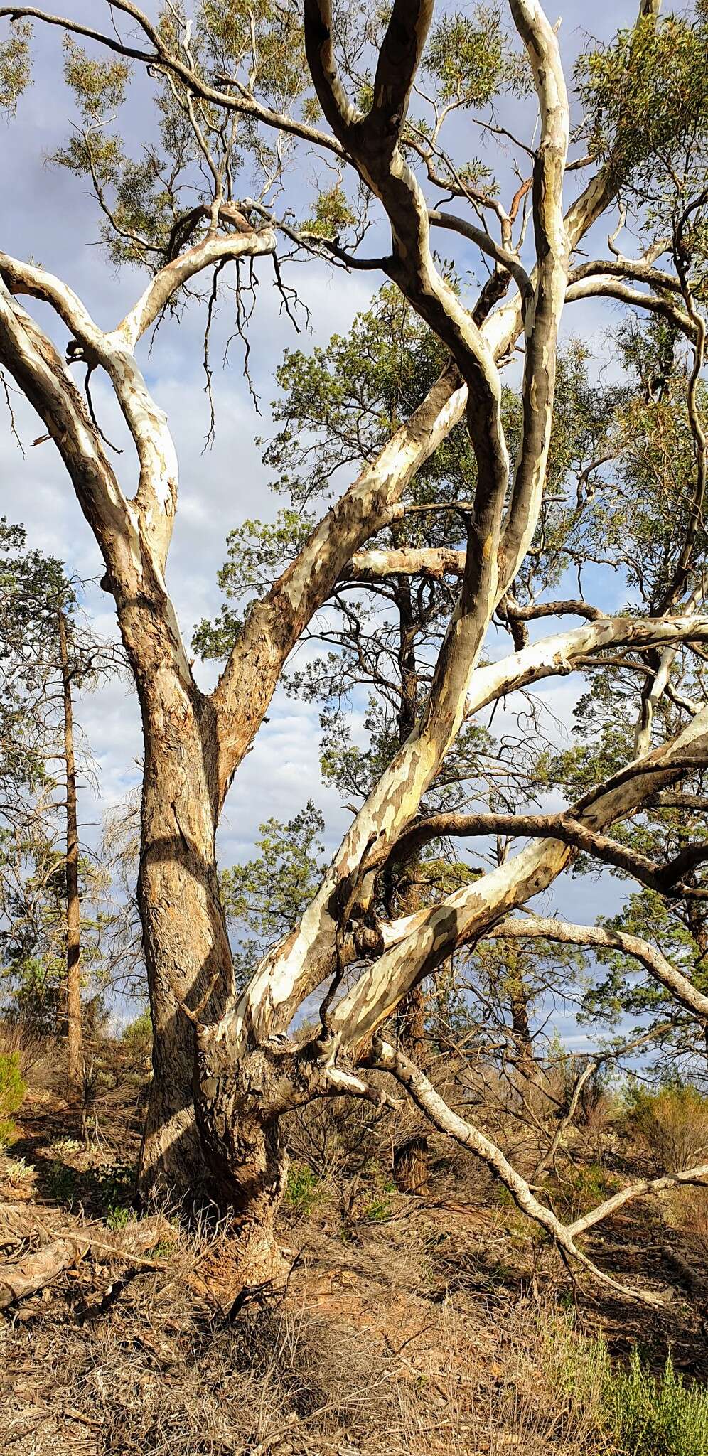 Image of Eucalyptus intertexta R. T. Baker