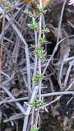 Image of Thymus longiflorus Boiss.