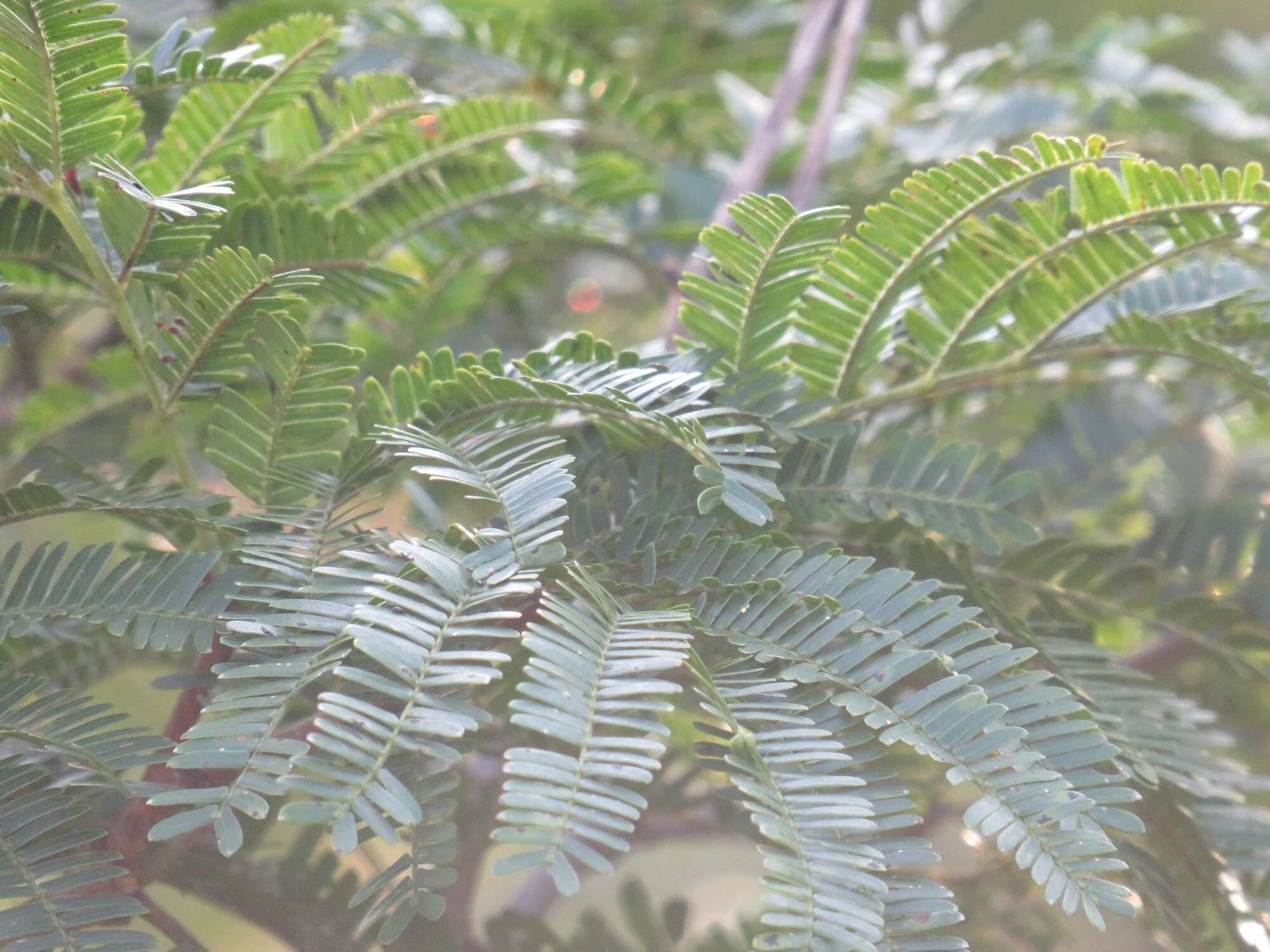 Слика од Dichrostachys cinerea subsp. africana Brenan & Brummitt