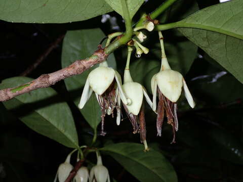 Image of Crossostylis grandiflora Pancher ex Brongn. & Gris