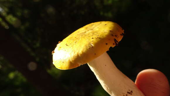 Image of yellow swamp brittlegill