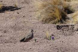 Image of Golden-spotted Ground Dove