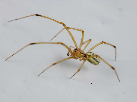 Image of Enoplognatha margarita Yaginuma 1964