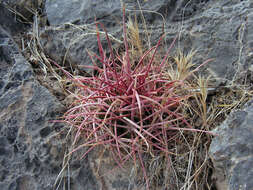 Image of Leconte's barrel cactus