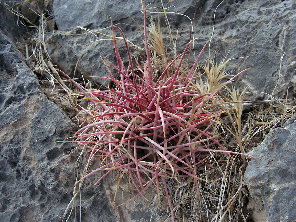 Image of Leconte's barrel cactus