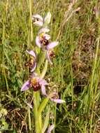 Image of Ophrys apifera var. aurita (Moggr.) Gremli