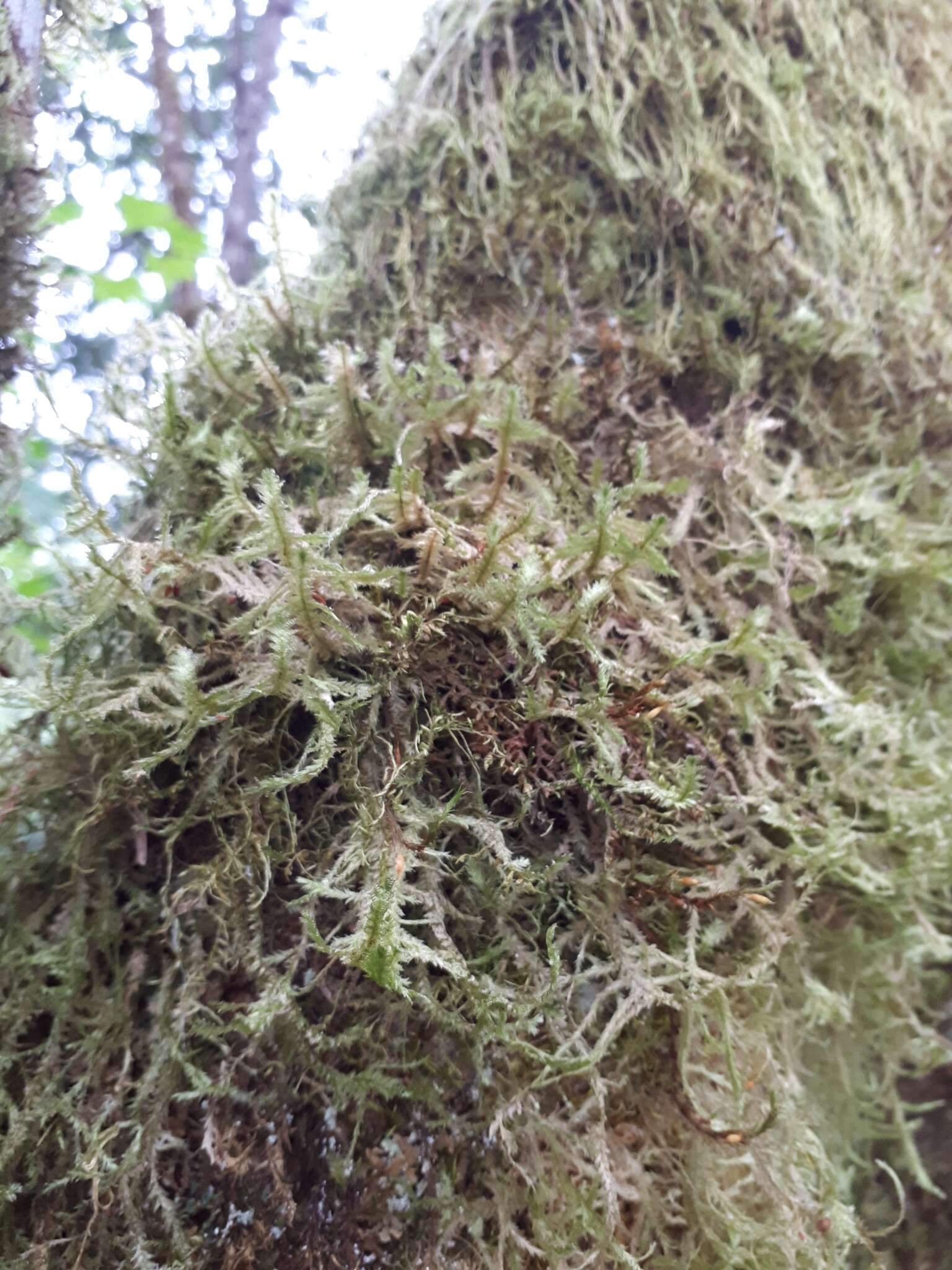 Image of Douglas' neckera moss