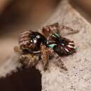 Image of Maratus cristatus Otto & Hill 2017