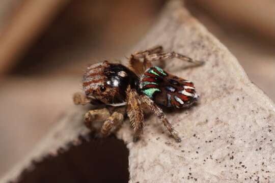 Image of Maratus cristatus Otto & Hill 2017