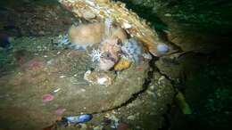 Image of Decorated Warbonnet