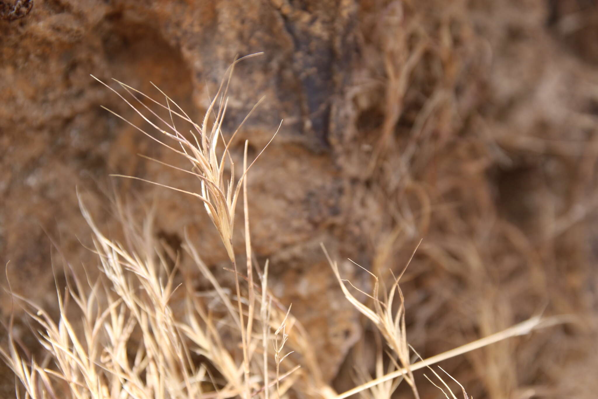 Image of Bromus fasciculatus C. Presl