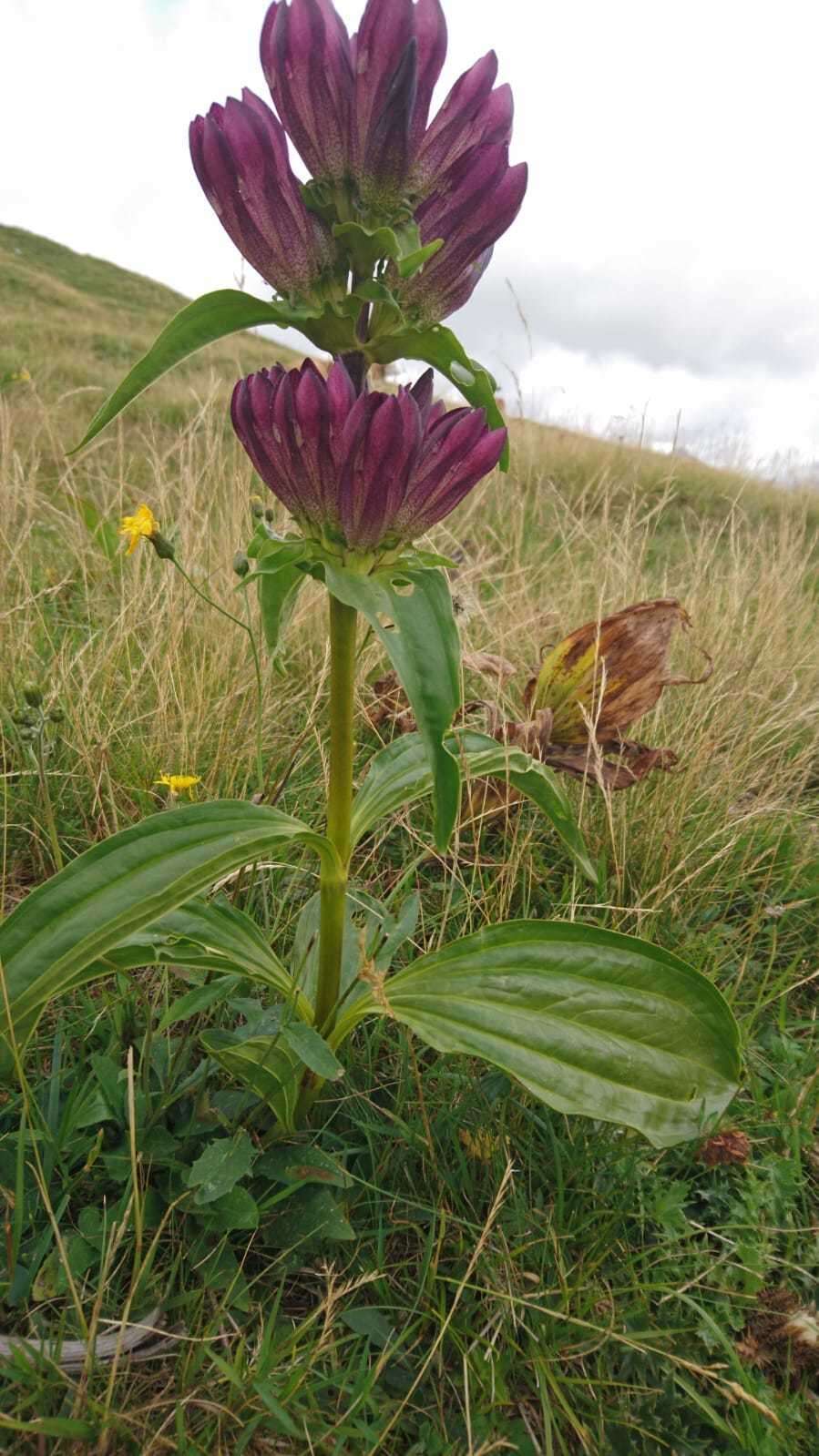 Image de Gentiana pannonica Scop.