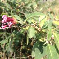 Image of Cestrum roseum Kunth