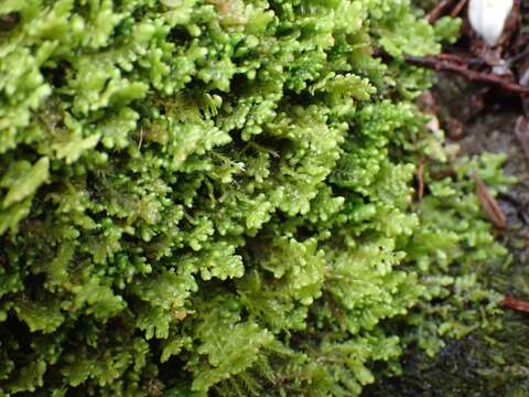 Image of Radula auriculata Steph.