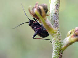 Image of Plant bug