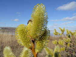 Image of halberd willow