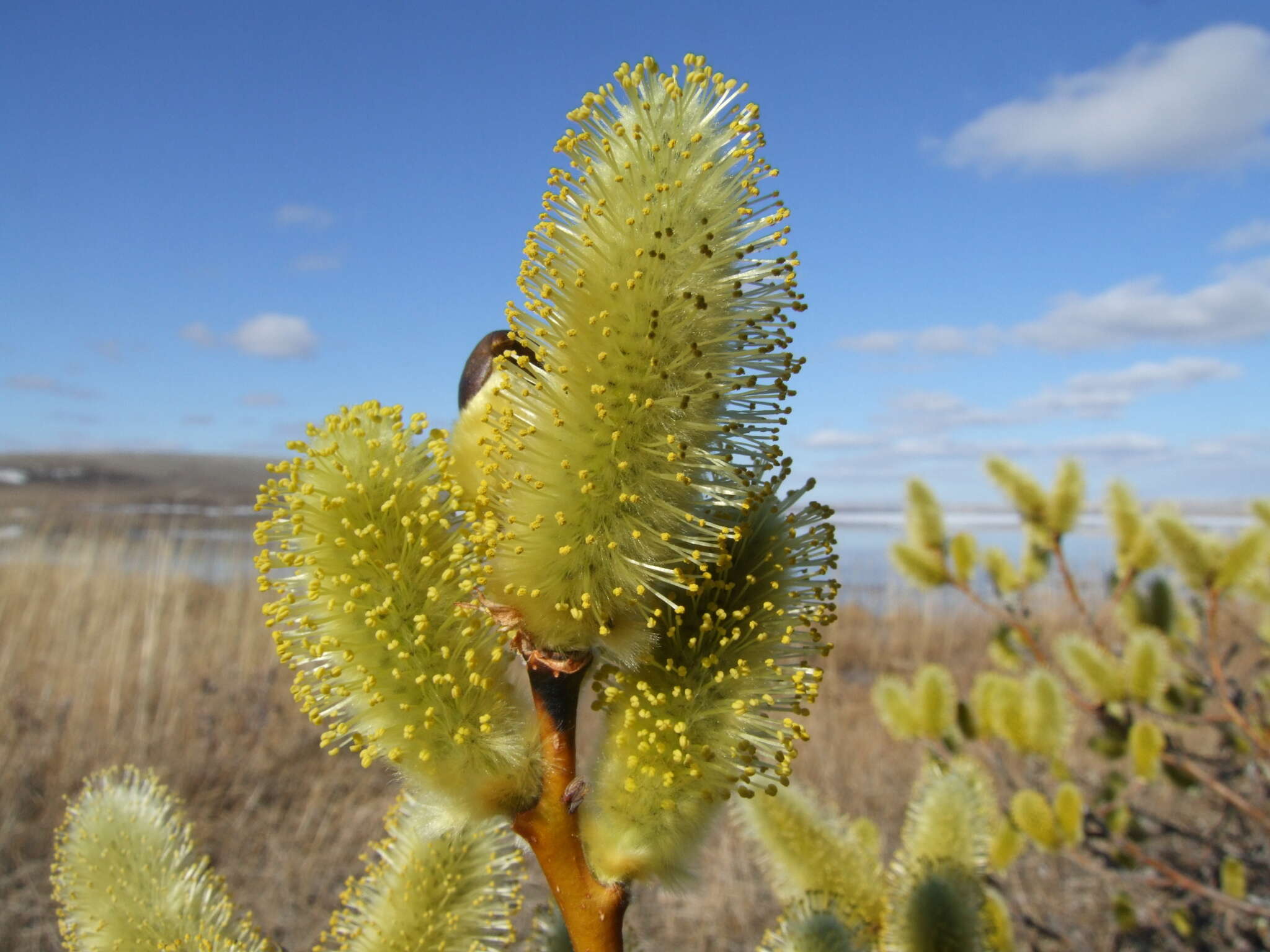 Image of halberd willow