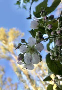 Image of Rubus boliviensis Focke