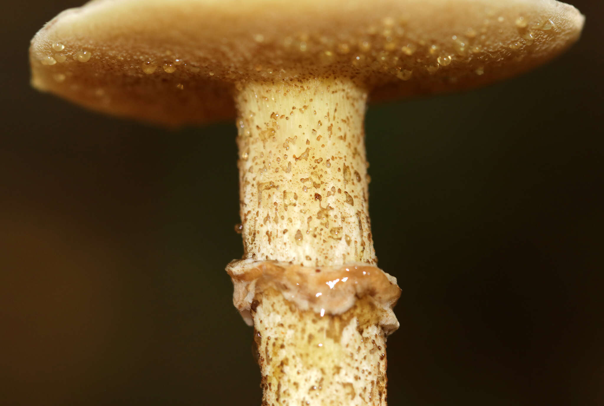 Image of Suillus acidus (Peck) Singer 1945