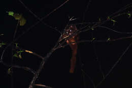 Image of Large black flying squirrel