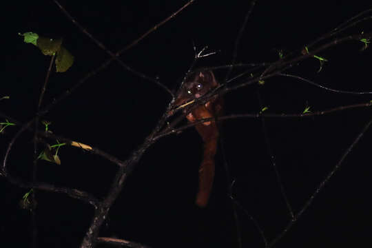 Image of Large black flying squirrel