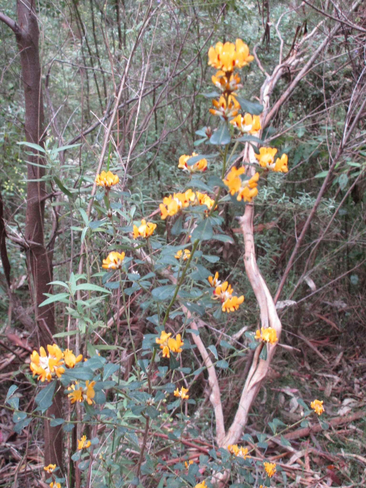 Sivun Pultenaea daphnoides Wendl. kuva