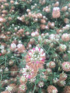 Image of arrowleaf clover