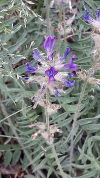 Image of Oxytropis campanulata Vassilcz.