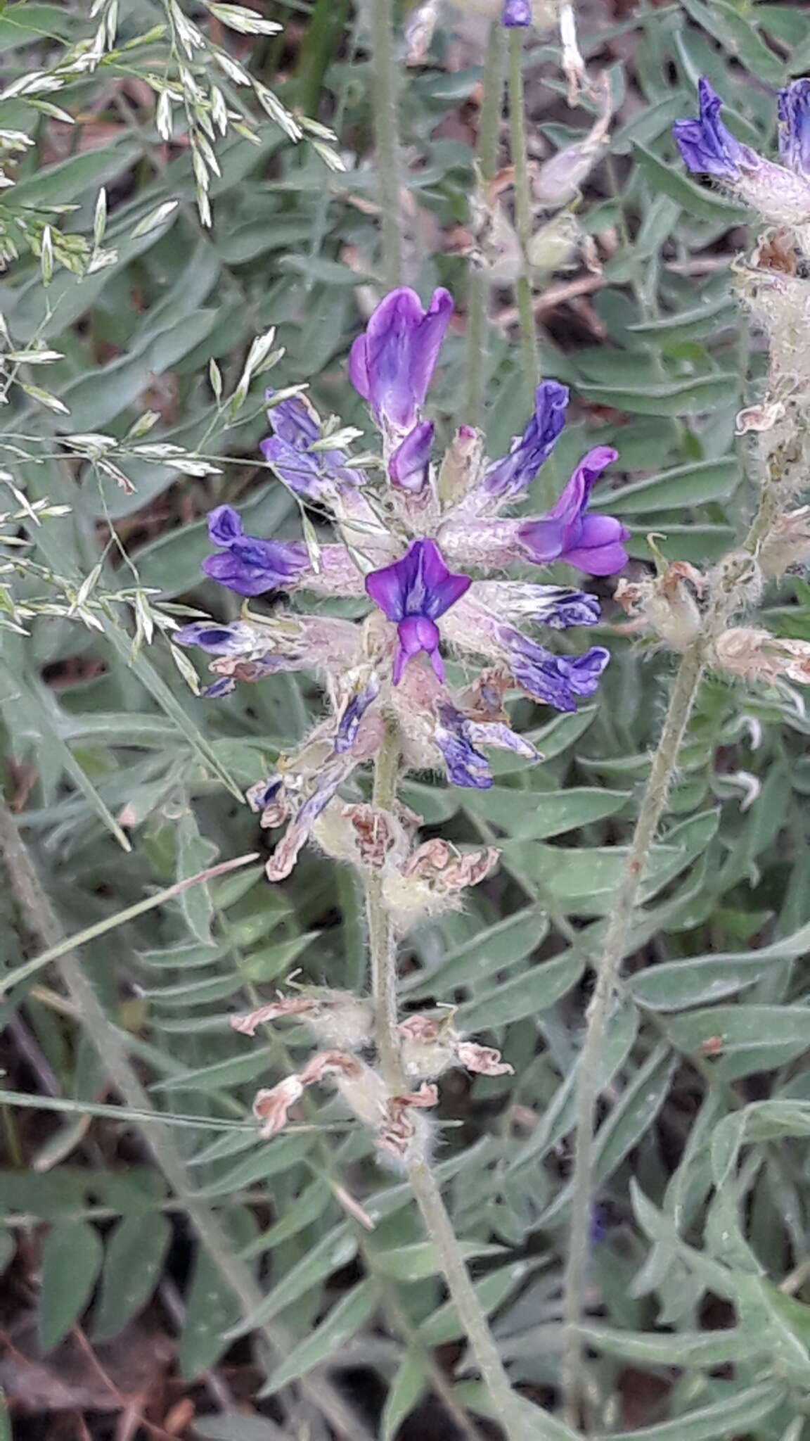 Image de Oxytropis campanulata Vassilcz.