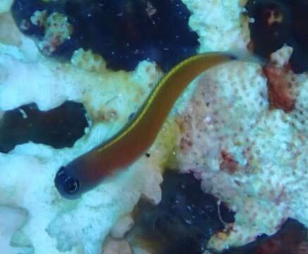 Image of Aron's Blenny