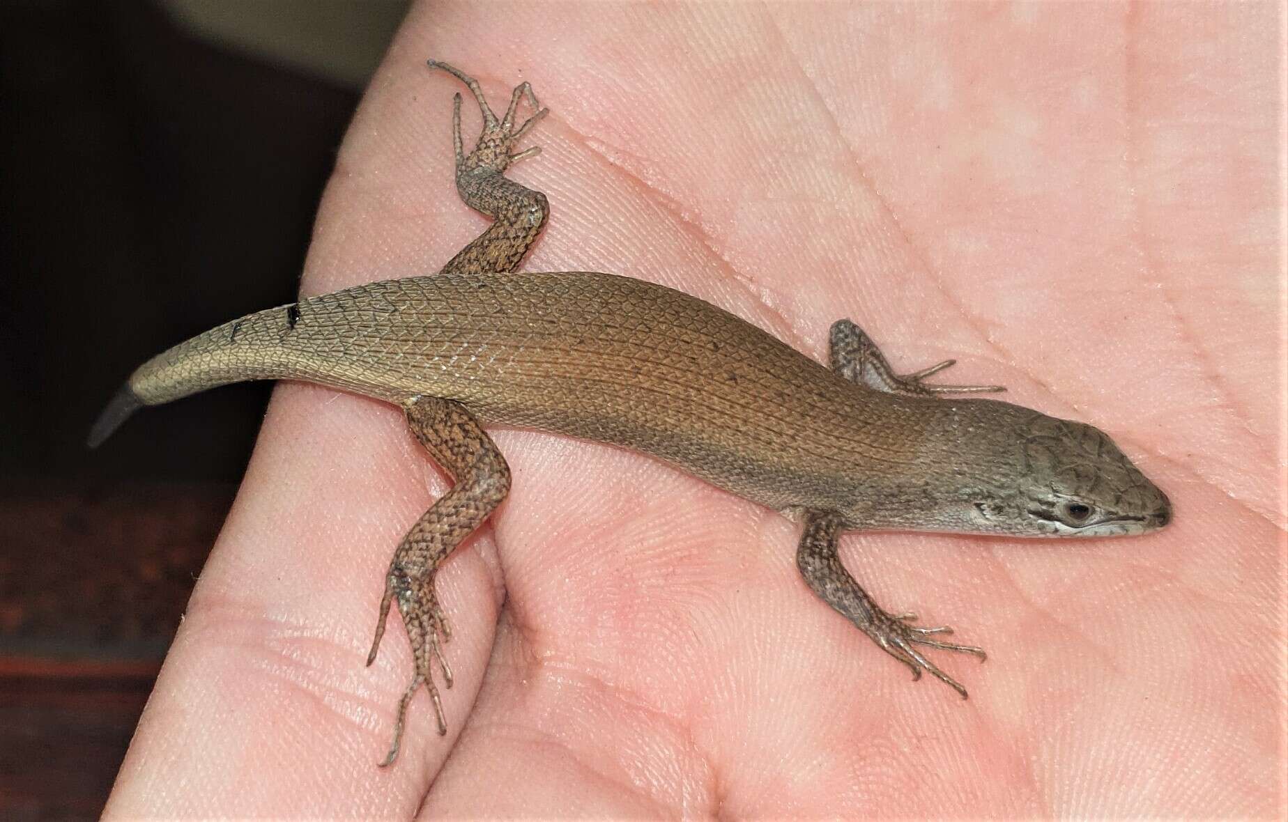 Image of Bronze Rock Skink