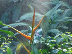 Plancia ëd Heliconia latispatha Benth.