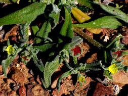 Image of Cleretum papulosum subsp. papulosum
