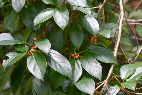 Image of Ficus colubrinae Standl.