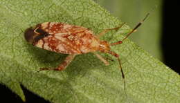 Image of Clouded plant bug
