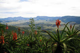 Image of candelabra aloe