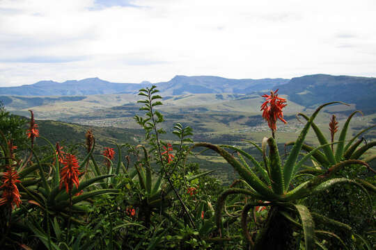 Image of candelabra aloe